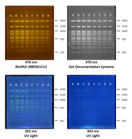 CEB-P-0466-1 Safe Fluorescent DNA Stain